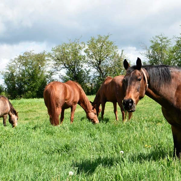 Pension pour chevaux à Beauregard-l'Évêque, Puy-de-Dôme
